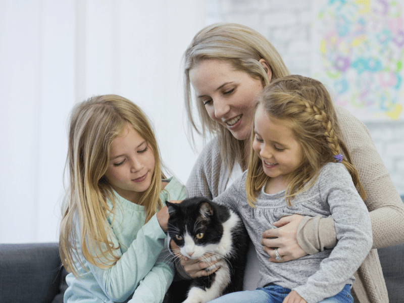 Purrfect Harmony Unleashing the Healing Magic of Cats