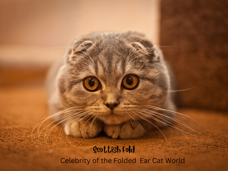 Cats with Folded Ears Is it Healthy?