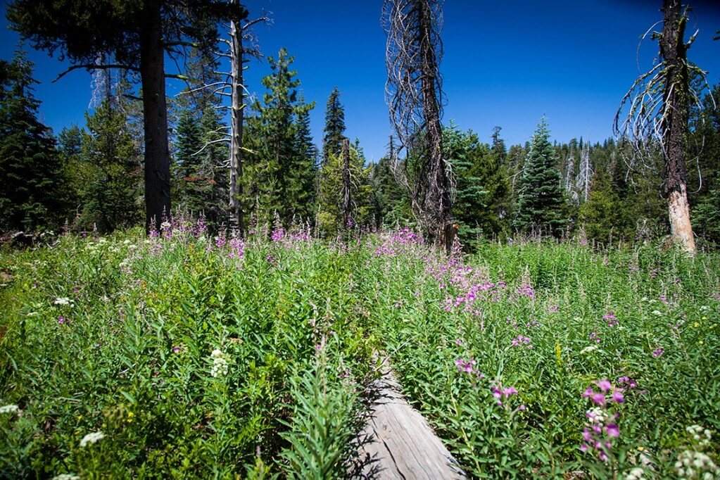 Best places for wildflower spotting in El Dorado County Visit El Dorado