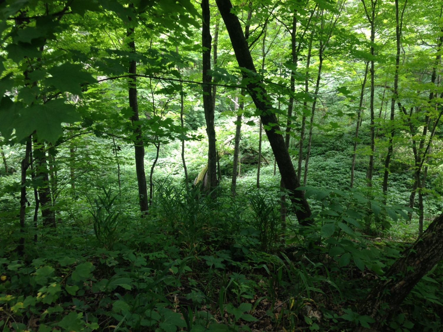 Nerstrand Big Woods State Park Visit Twin Cities