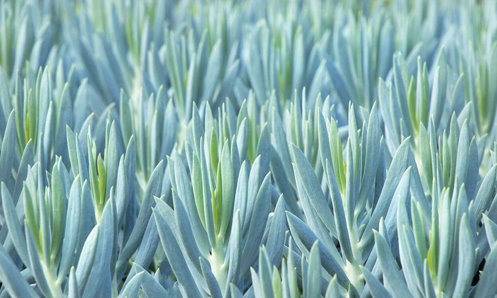 Mount Everest Senecio Roger's Gardens