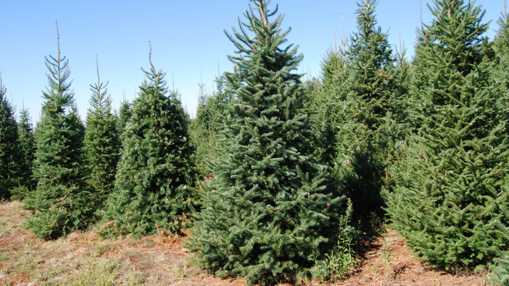 Christmas Tree Farms in Beaver County