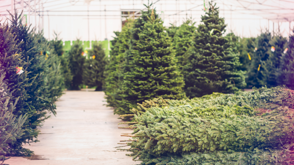 Christmas Tree Farms in Beaver County