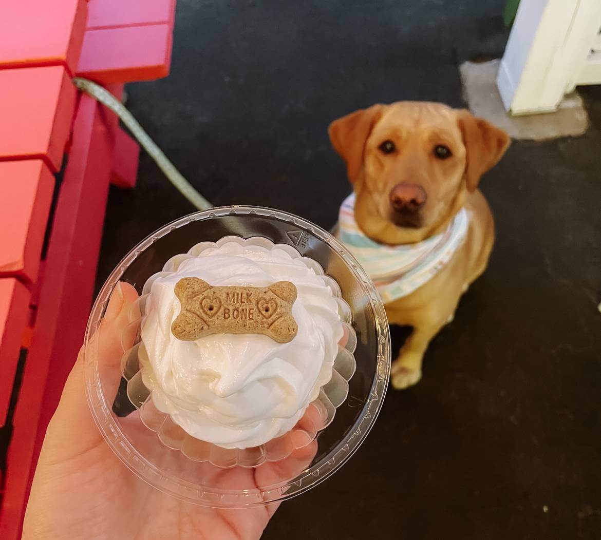 DogFriendly Weekend Getaway Visit Beloit