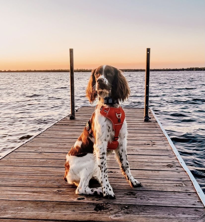 11 Fun Things To Do With Dogs in Brainerd, MN Visit Brainerd