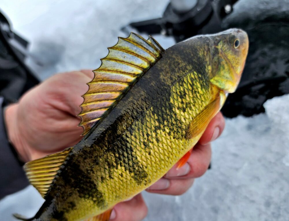 Gull Lake Ice Conditions Visit Brainerd