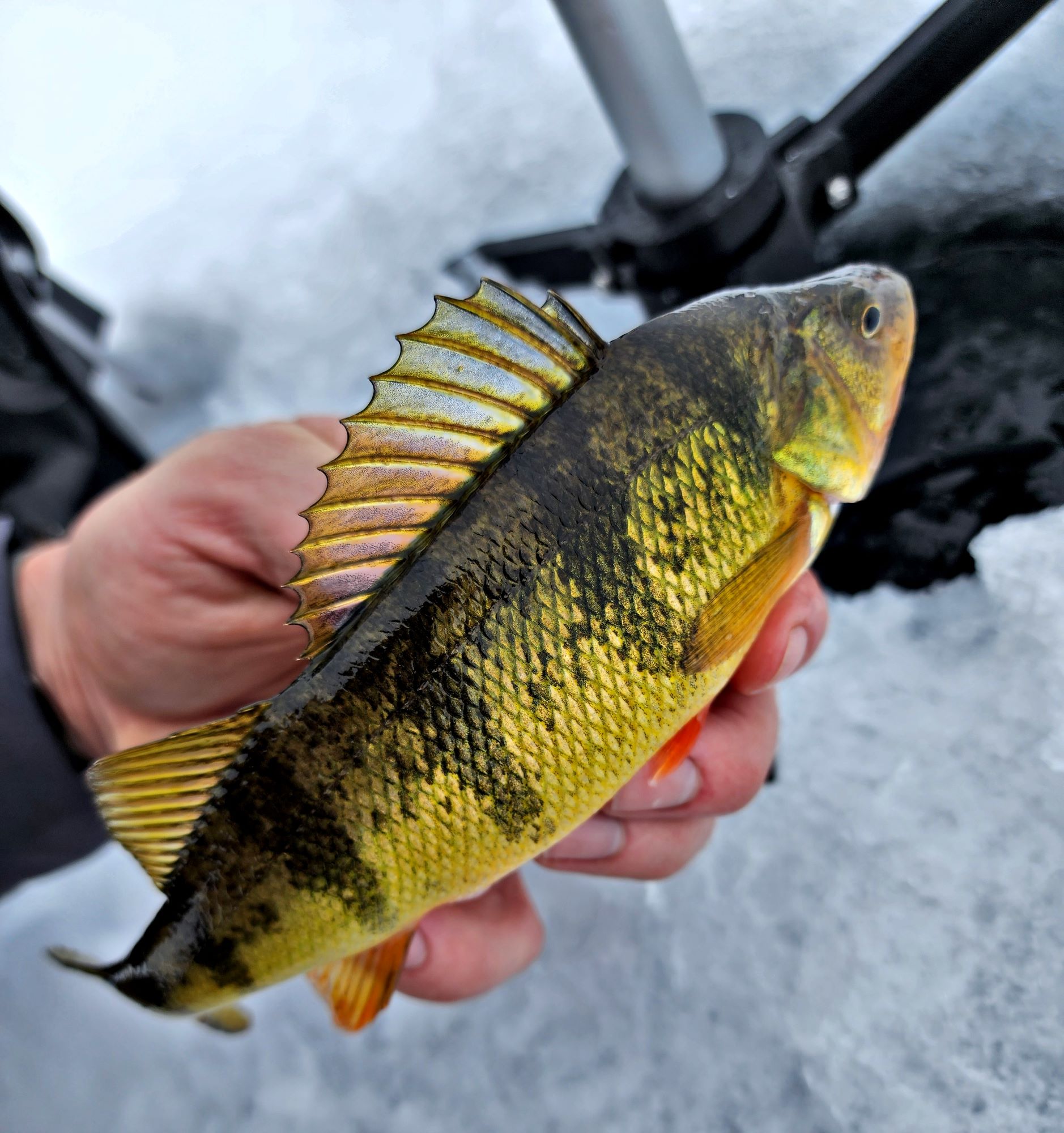 Brainerd Ice Fishing Report January 9, 2024 Visit Brainerd