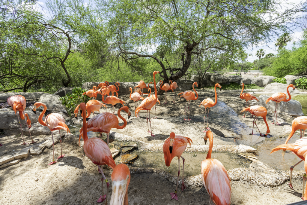 A Day an the Zoo Visit Brownsville Texas