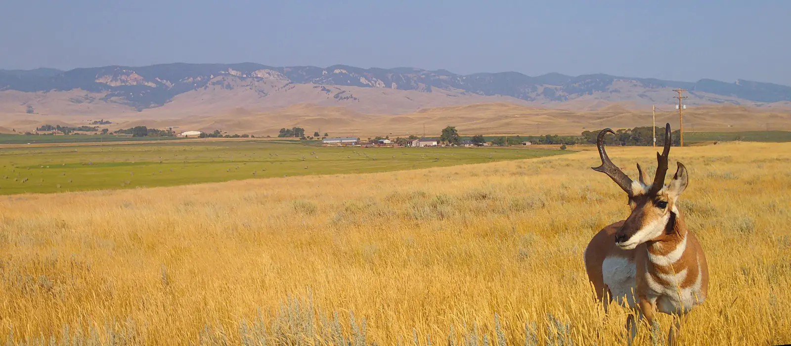 Plan A Wyoming Hunting Trip To Buffalo And Kaycee WY