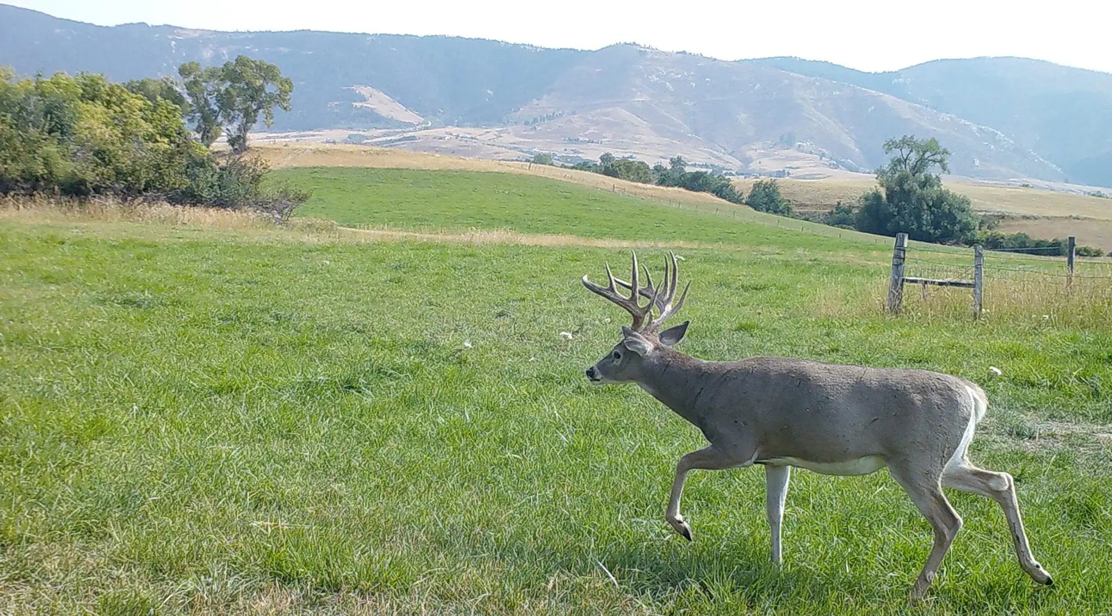 Plan A Wyoming Hunting Trip To Buffalo And Kaycee WY