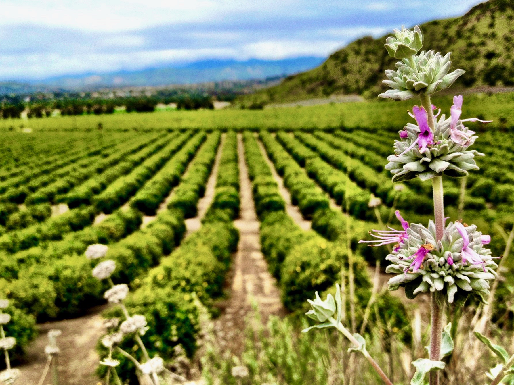 Camarillo Landscapes to make you smile! Visit Camarillo