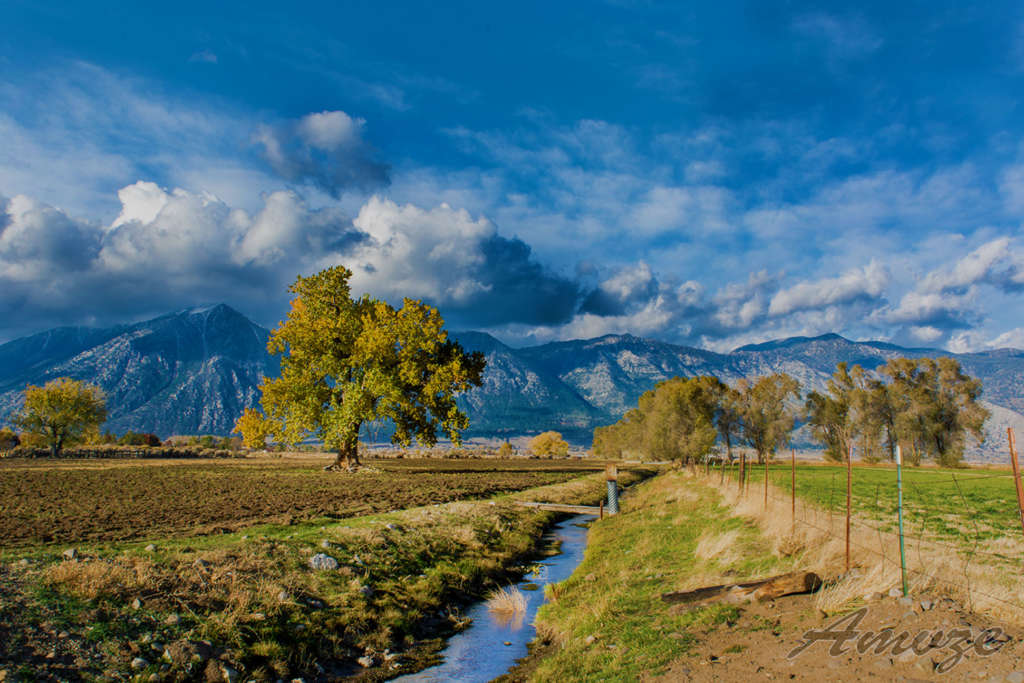 Tree Landscape Carson Valley, Nevada Genoa, Gardnerville, Minden
