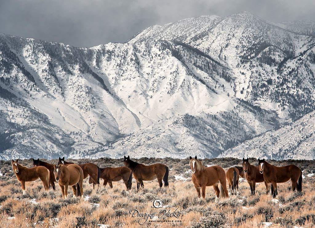Wild horses in RENO NV Sports, Hip Hop & Piff The Coli