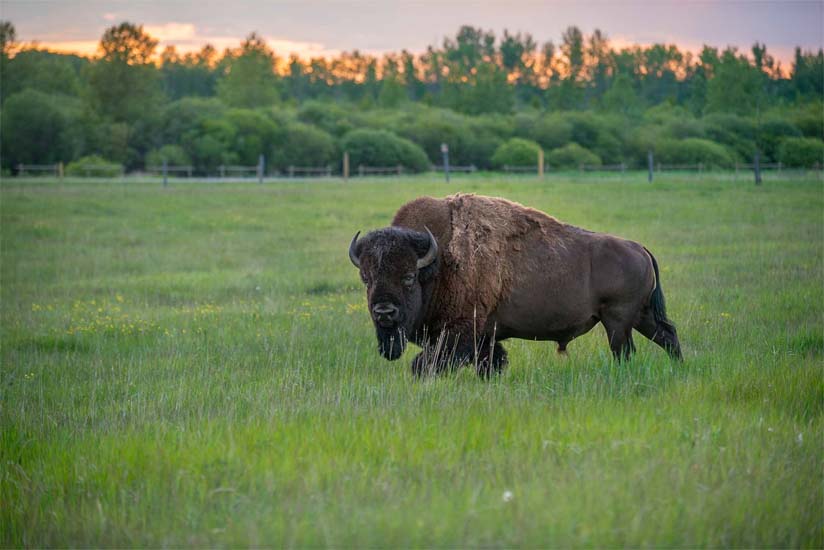 Rocky Mountain House National Historic Site of Canada Visit Central Alberta