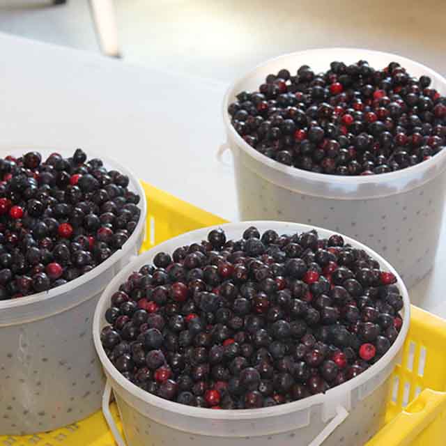 Botts Berry Farm Visit Central Alberta