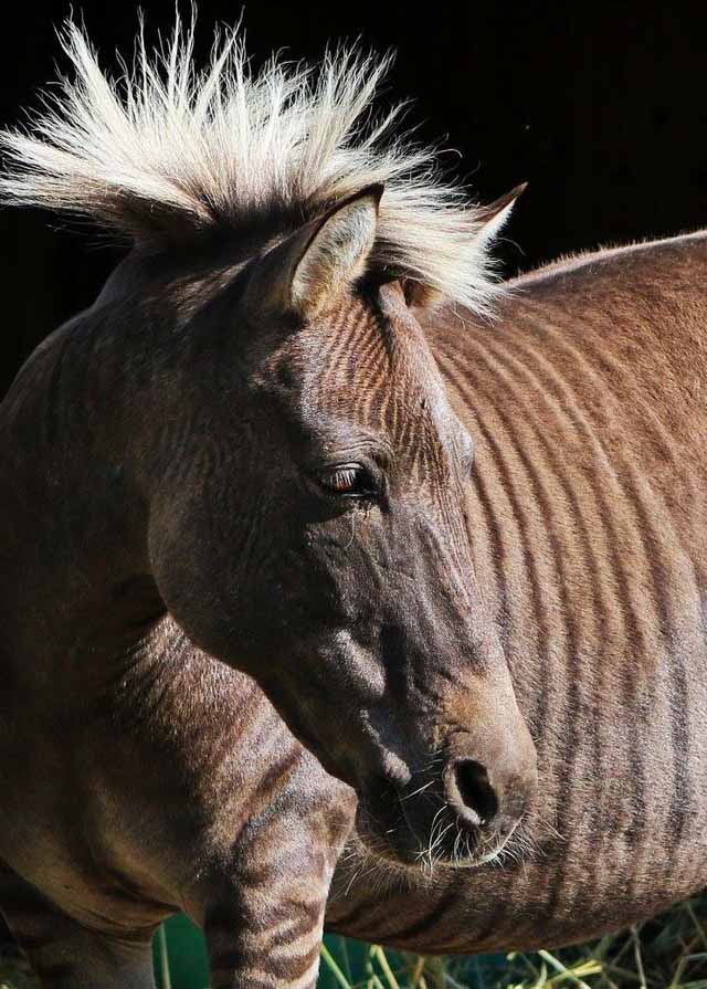 JKL Trail Rides & Petting Zoo Visit Central Alberta