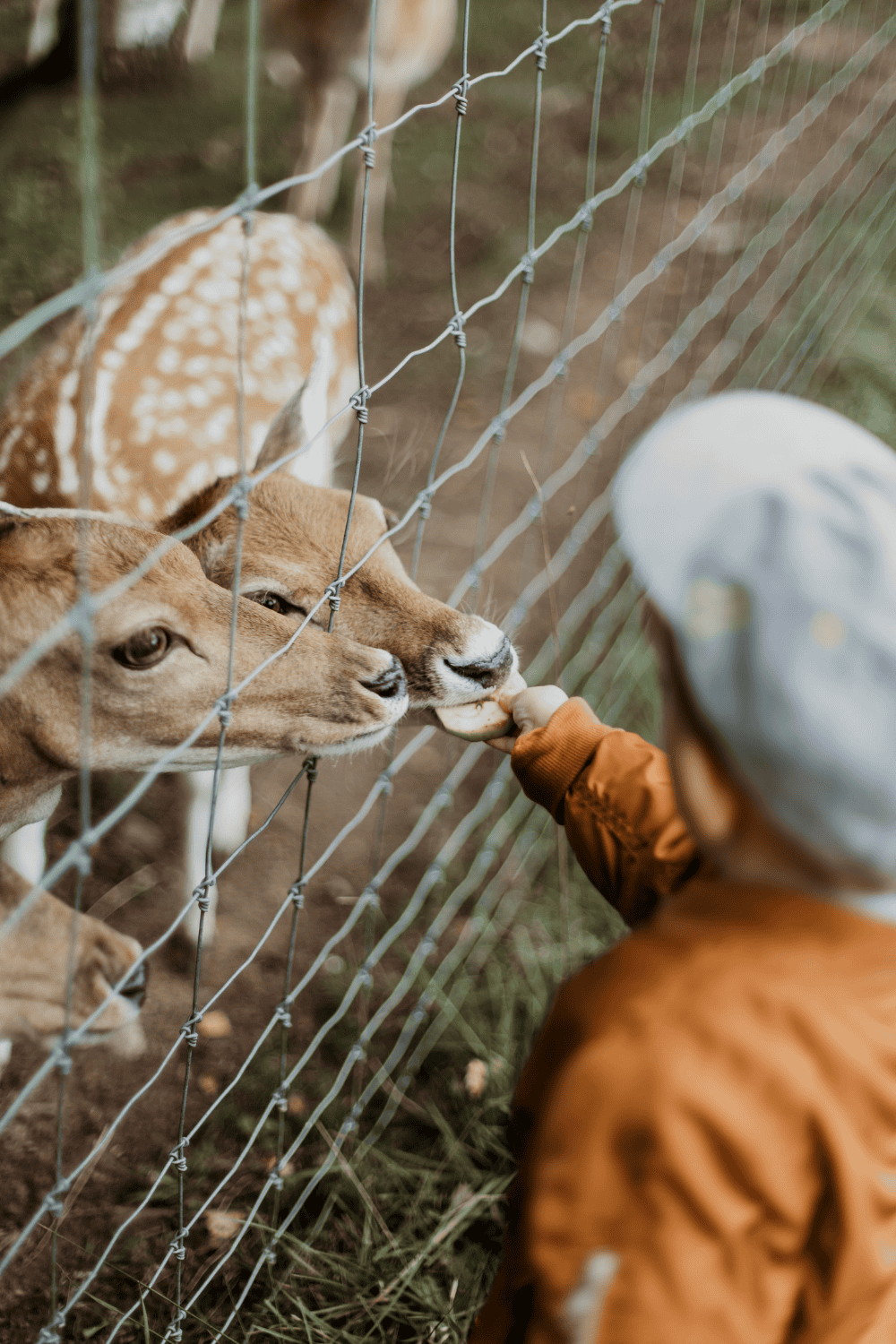 Barcelona Zoo New Conservation Efforts Unveiled for 2025 Visit Costa