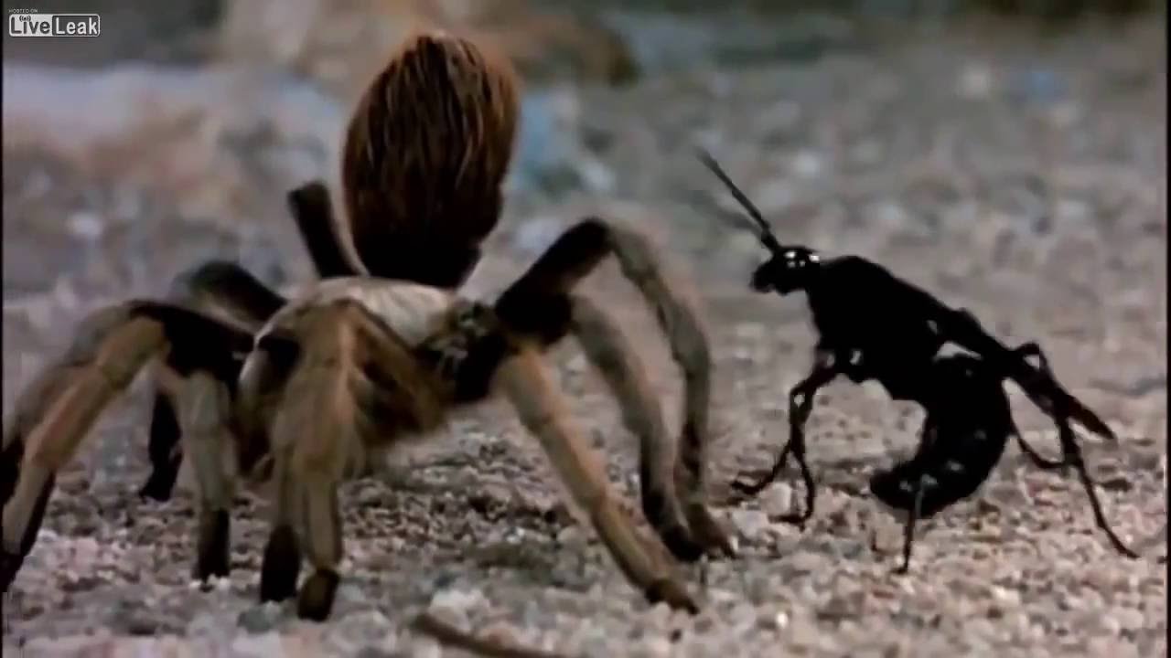 Just Lie Down and Scream