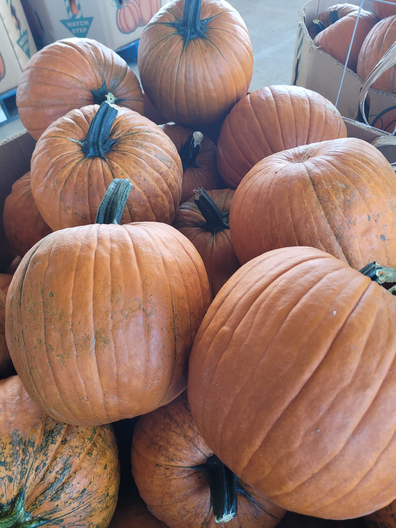 Pumpkin Patch Season & Fall Activities Visit Dothan Visit Dothan