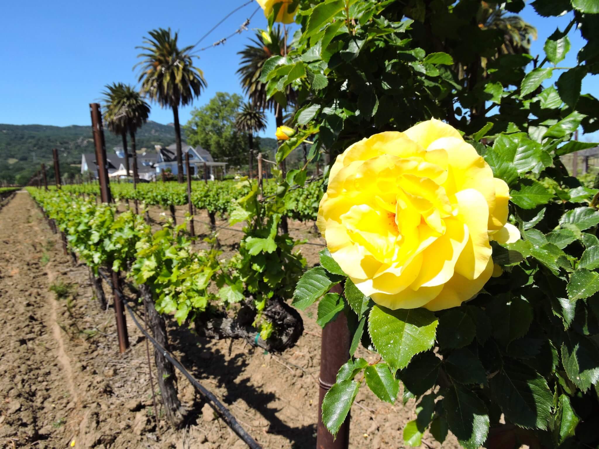 Suisun Valley California California’s Best Petite Syrah