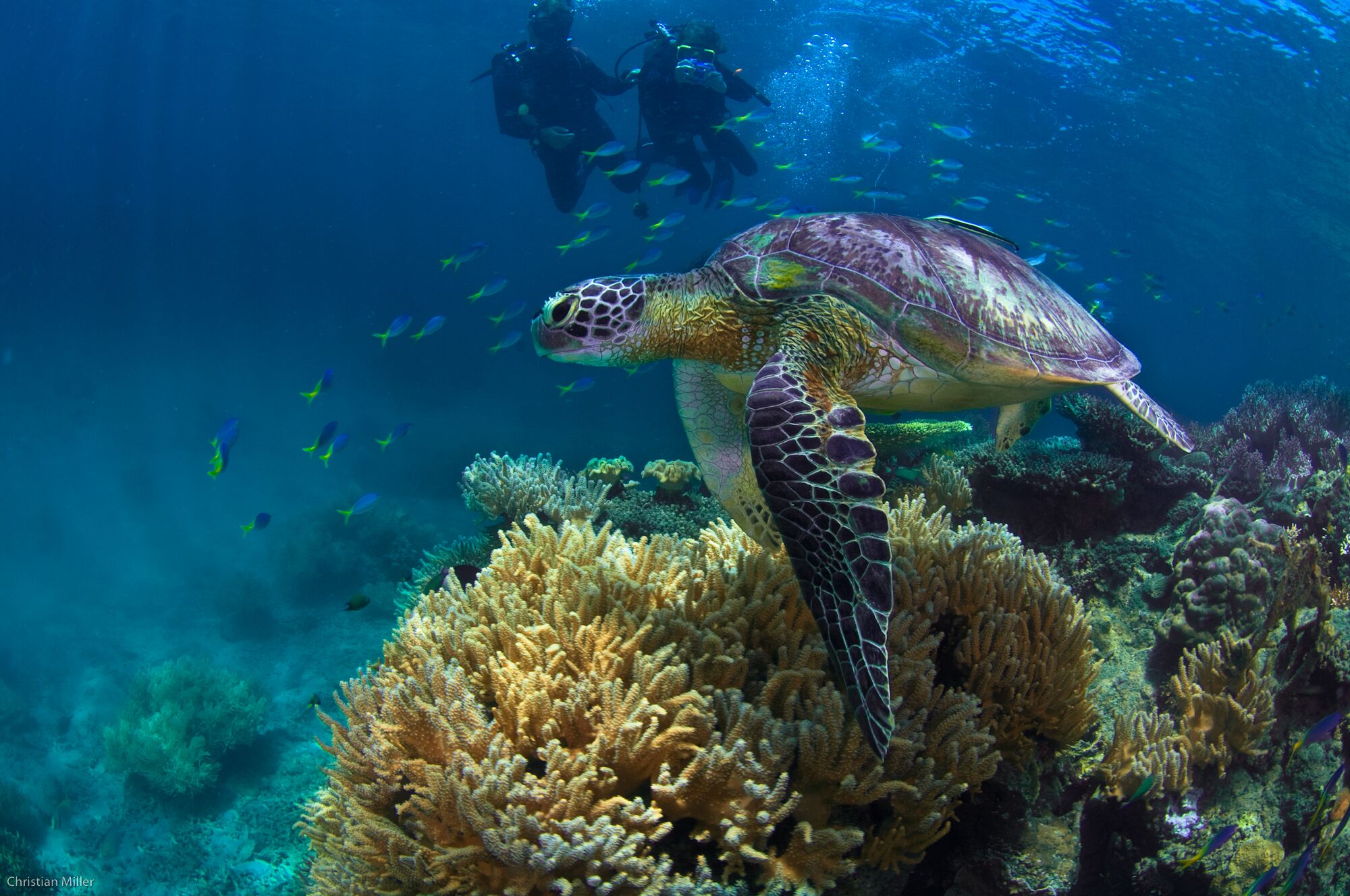 thingstodoonfitzroyislandcairnsturtle
