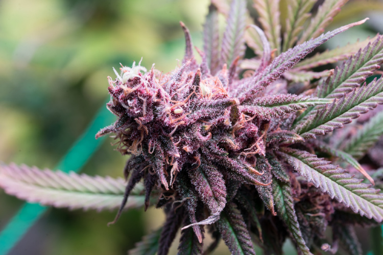 The OG Kush Strain The Story of Kush Cannabis Green Goods