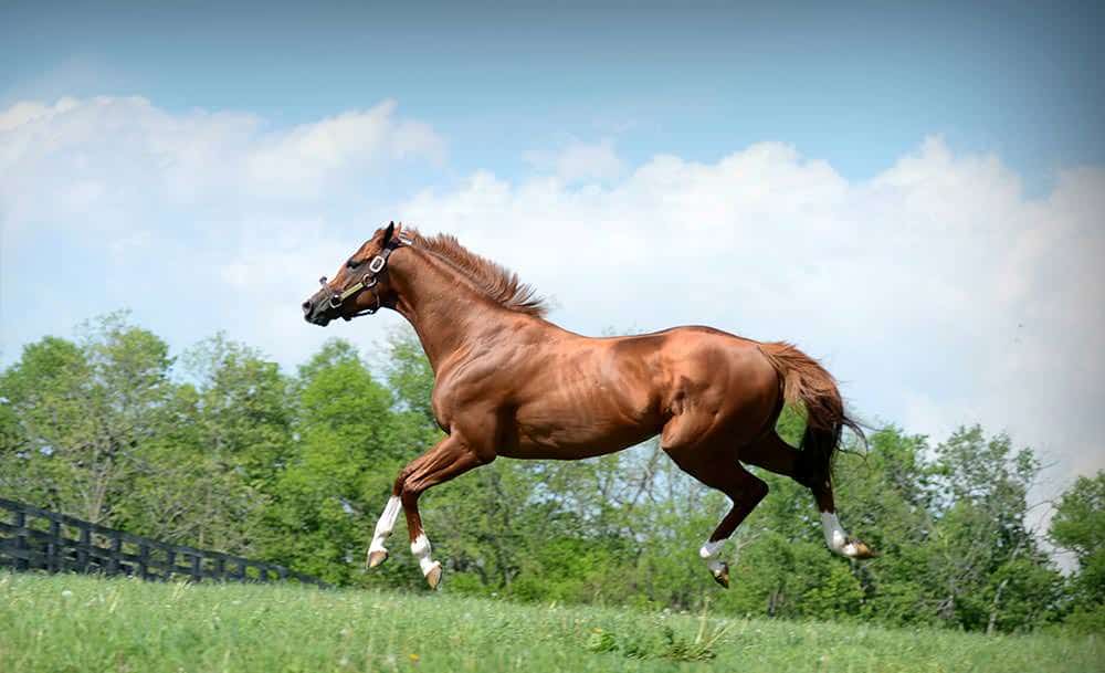 VISIT HORSE COUNTRY About & Contact