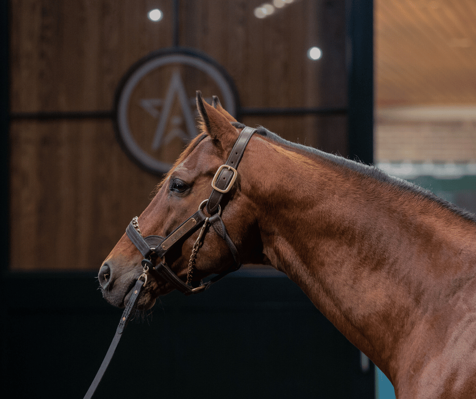 VISIT HORSE COUNTRY Versailles & Midway, Kentucky Itinerary