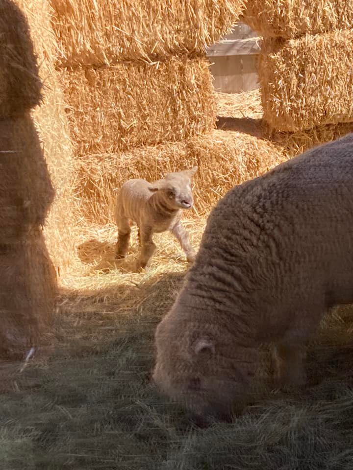 Daffodil Days at Julian Farm and Orchard