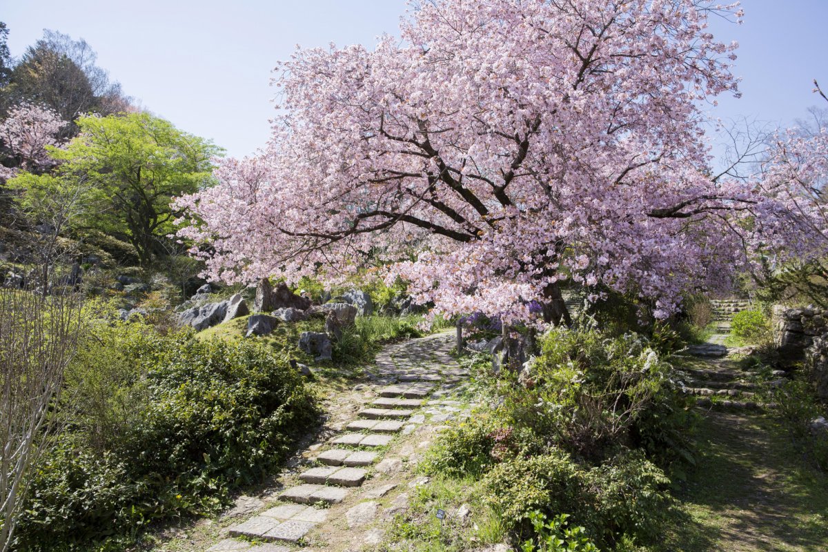 Kochi Prefectural Makino Botanical Garden｜What to See & Do｜VISIT KOCHI