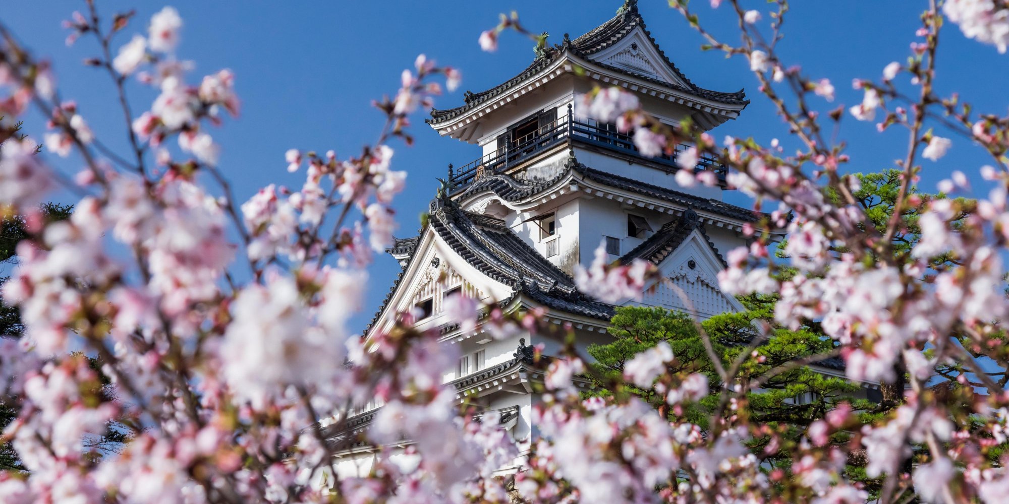 Discover seasonal Kochi through its flora!｜Highlights｜VISIT KOCHI JAPAN