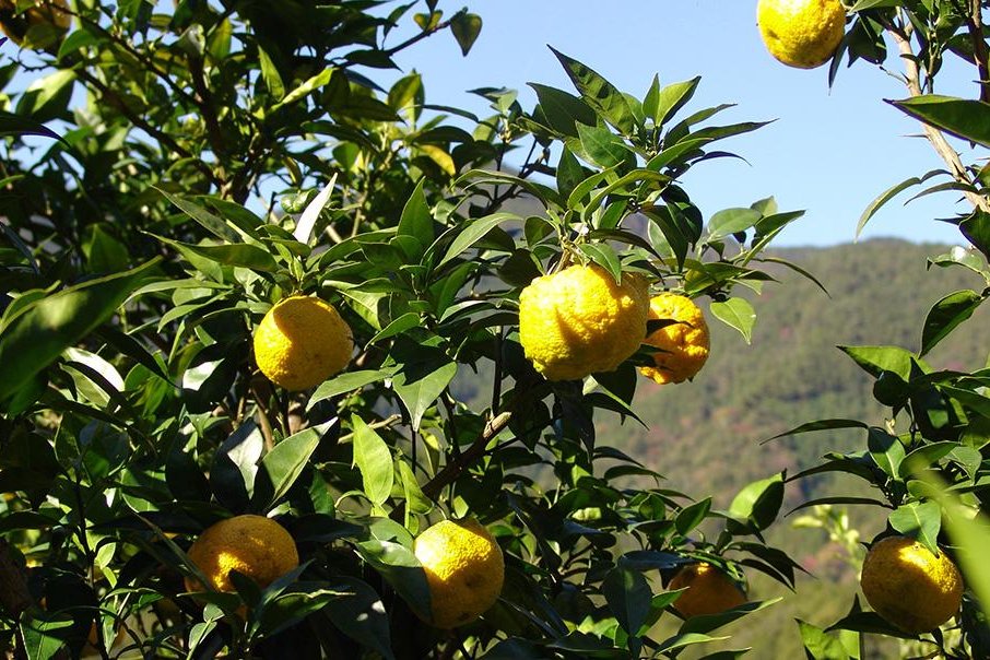 All About Yuzu The Citrus Fruit Beloved by Chefs｜Taste of Kochi｜VISIT
