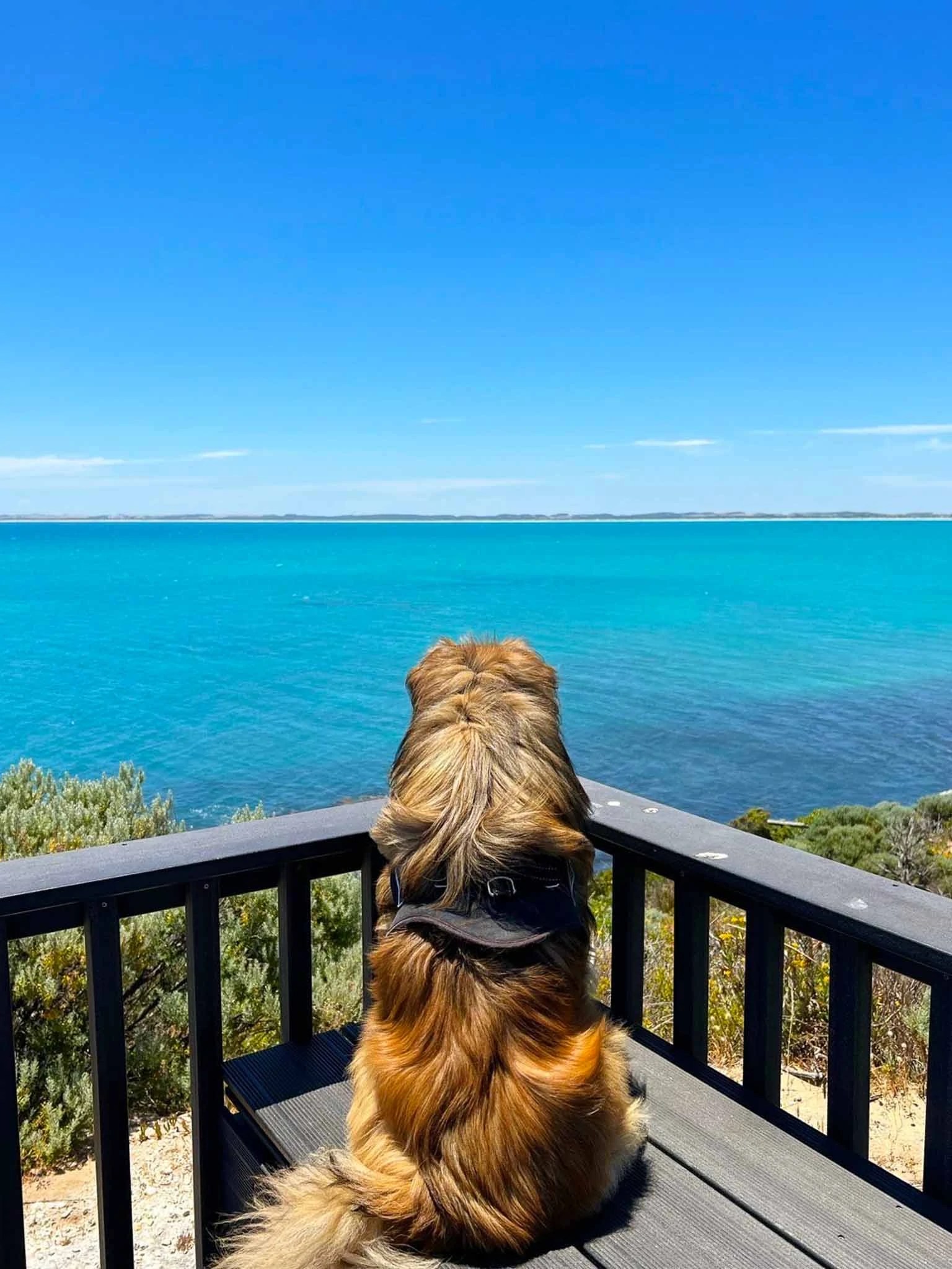 Take Me Too! Our Guide to a Pet Friendly Holiday in the Limestone Coast