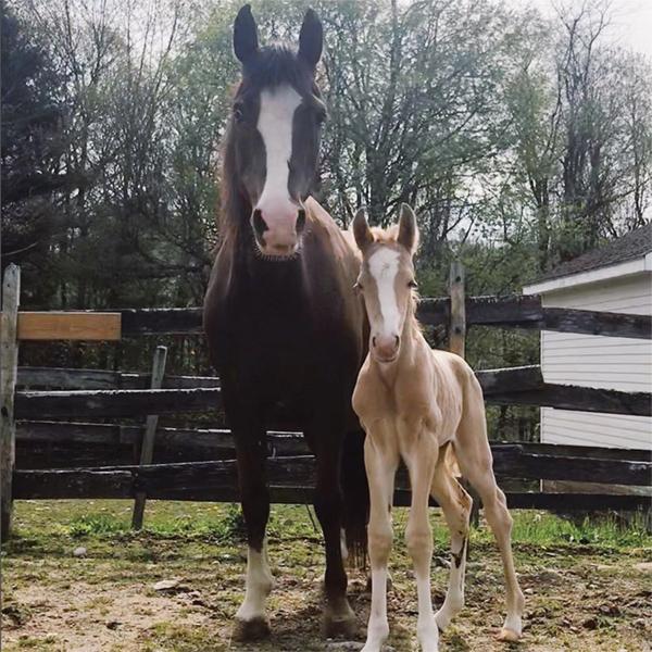 Lee’s Riding Stable Visit Litchfield CT