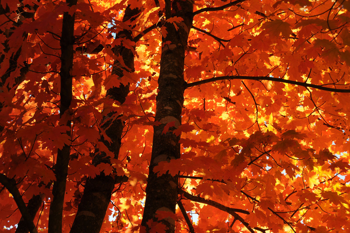 Mentone Fall with Colorfest Lookout Mountain Alabama