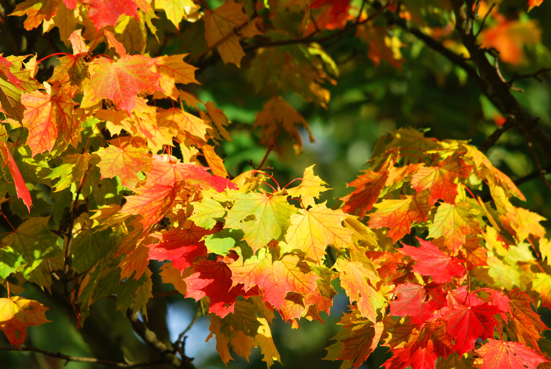 Lookout Mountain, Alabama, Fall Foliage