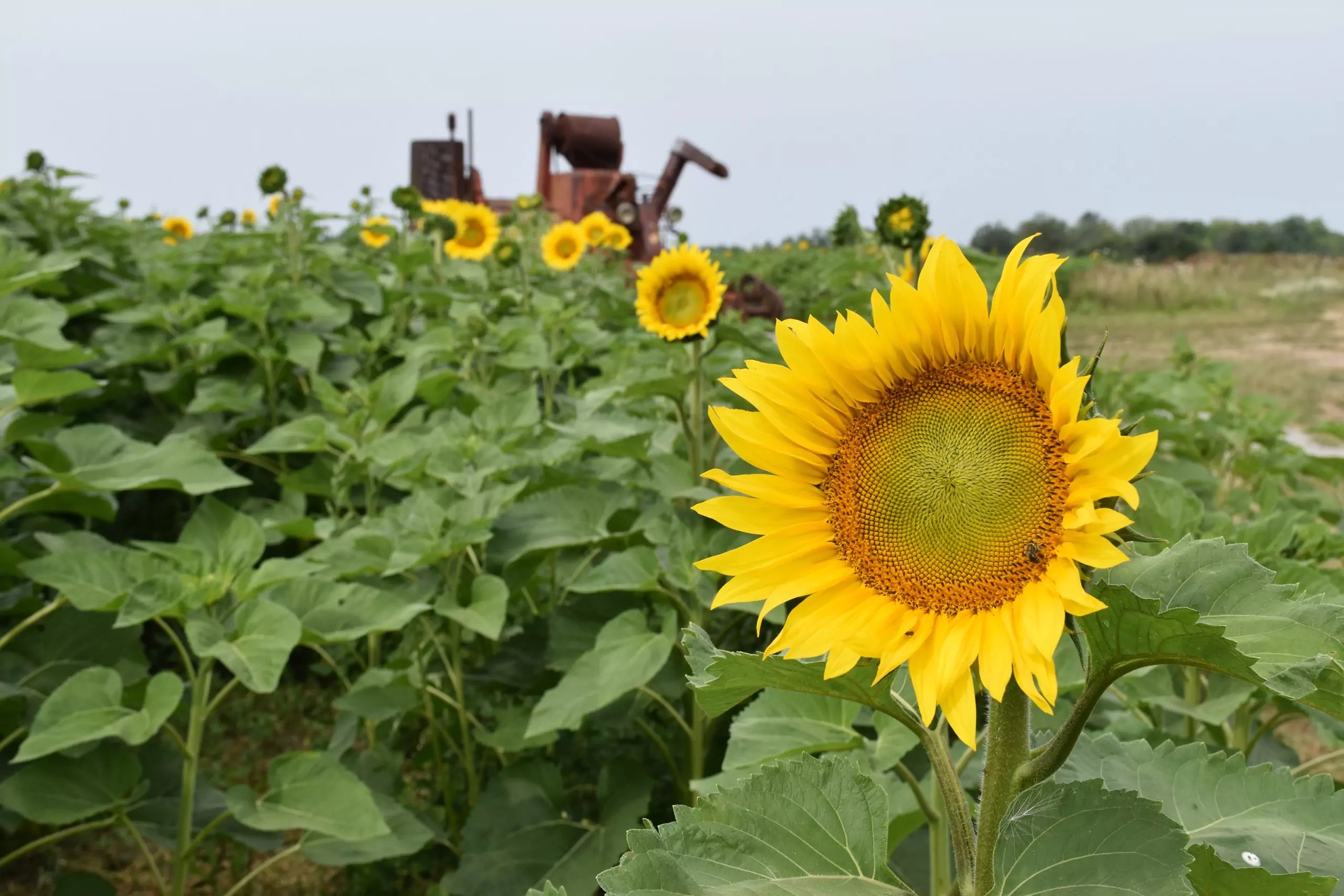 Exploring Markham Farms From Strawberries to Sunflowers Destination