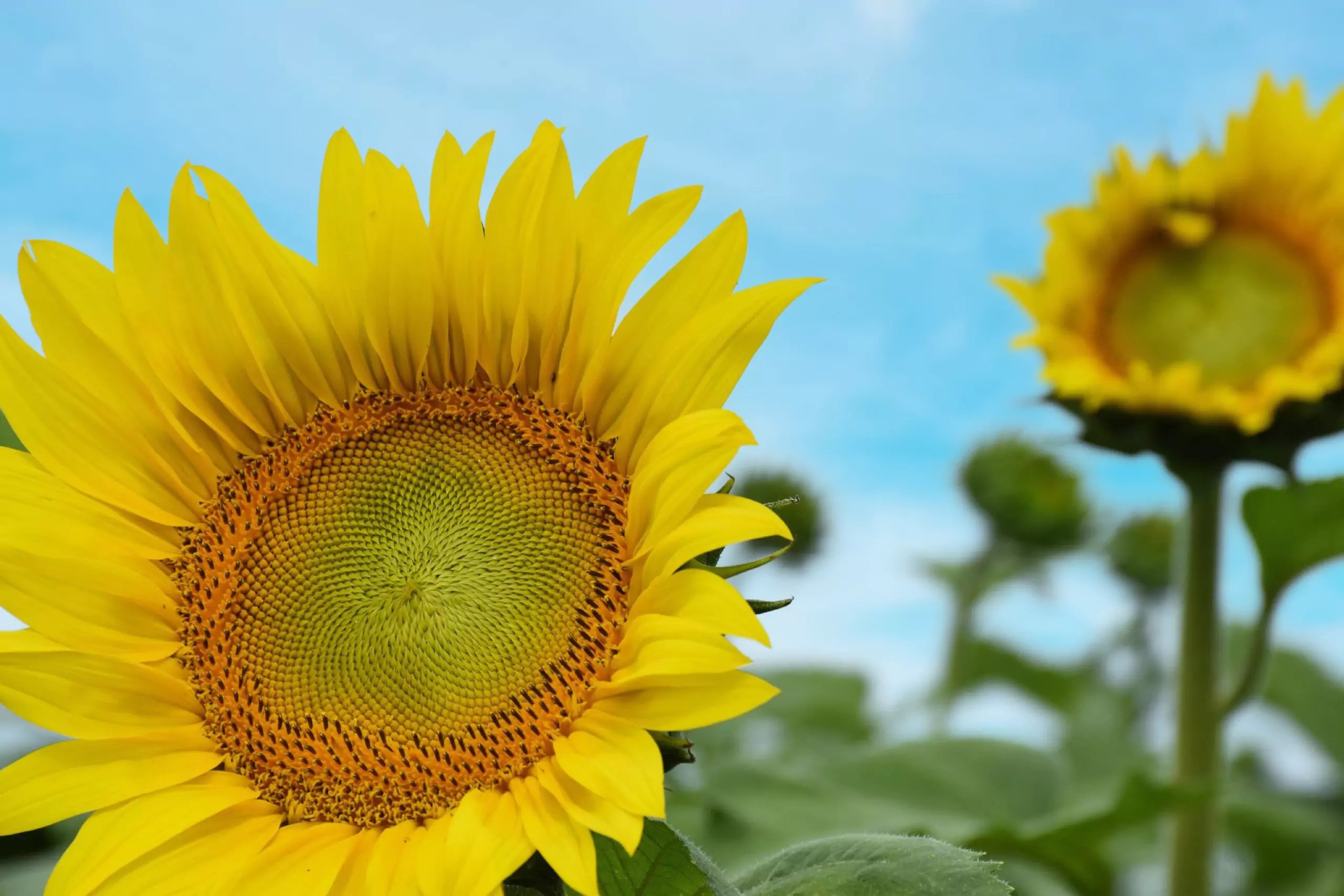 Festivals To Sunflower Fields Top 5 Reasons To Visit Markham This