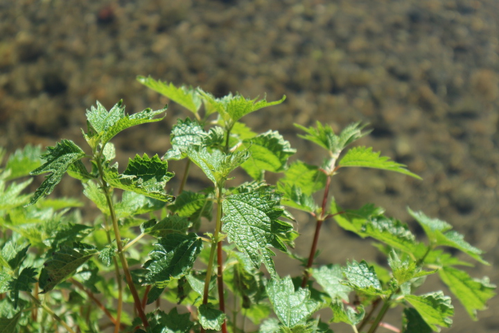藪芋麻（ヤブマオ）