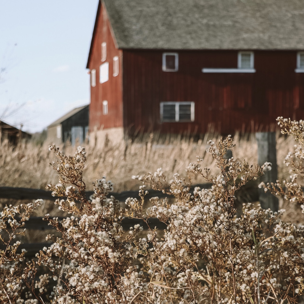 FeatureFriday Oakville’s dogfriendly parks and trails Visit Oakville