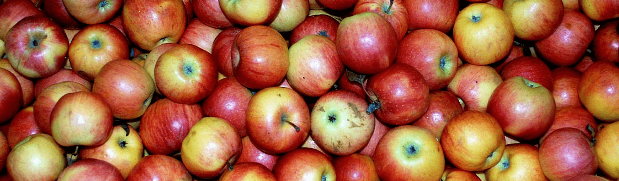 Apple Festival Westminster Sc 2023 South Carolina Apple Festival - Visit Oconee South Carolina