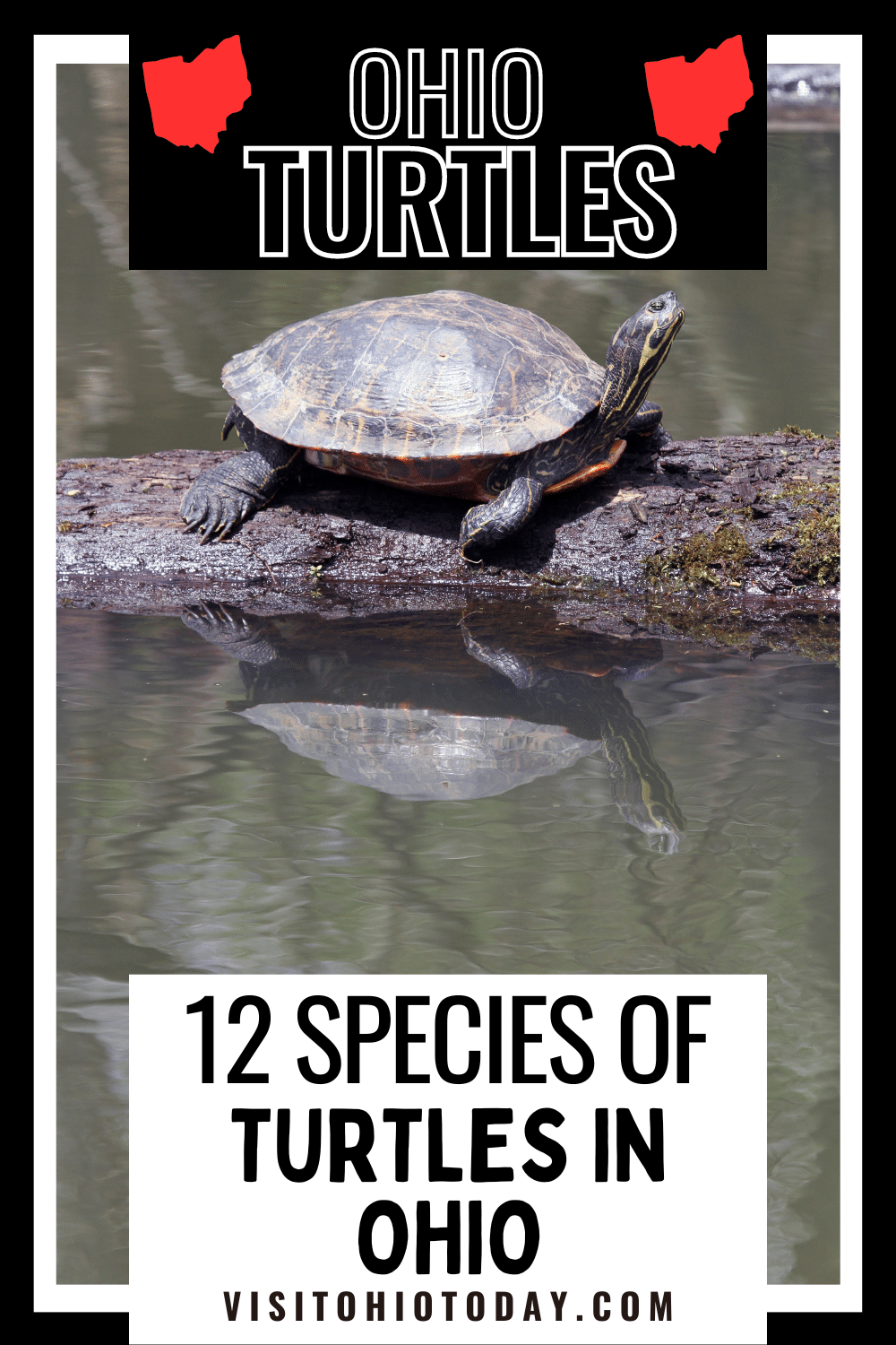 Ohio Turtles Visit Ohio Today