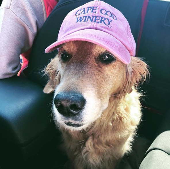 An Upper Cape Weekend for Dog Owners Upper Cape Cod, MA