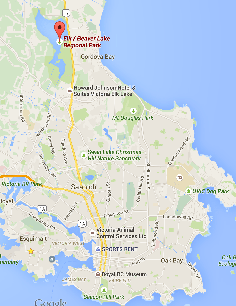 Elk Lake/Beaver Lake in Victoria, BC Visitor In Victoria