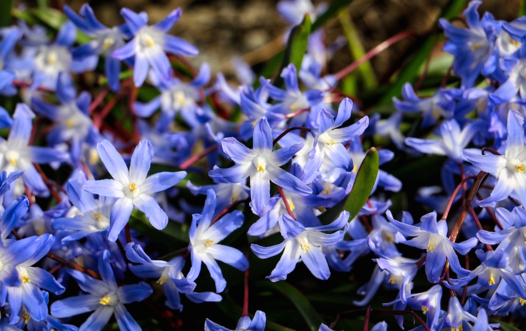 Spring Flowers Visitor In Victoria