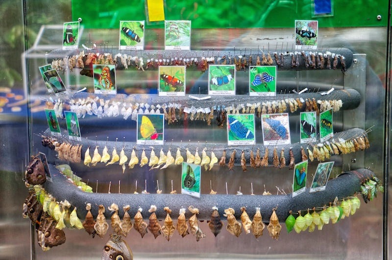VICTORIA BUTTERFLY GARDENS Visitor In Victoria