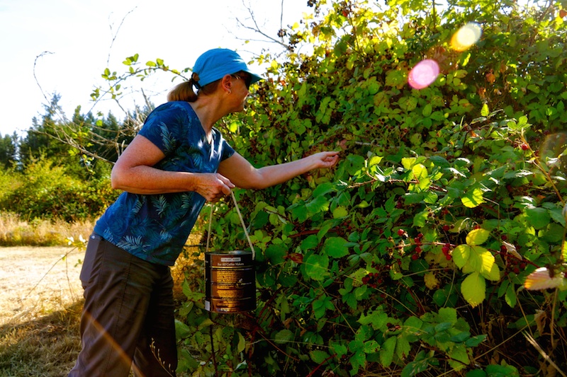 PICKING BLACKBERRIES IN VICTORIA Visitor In Victoria