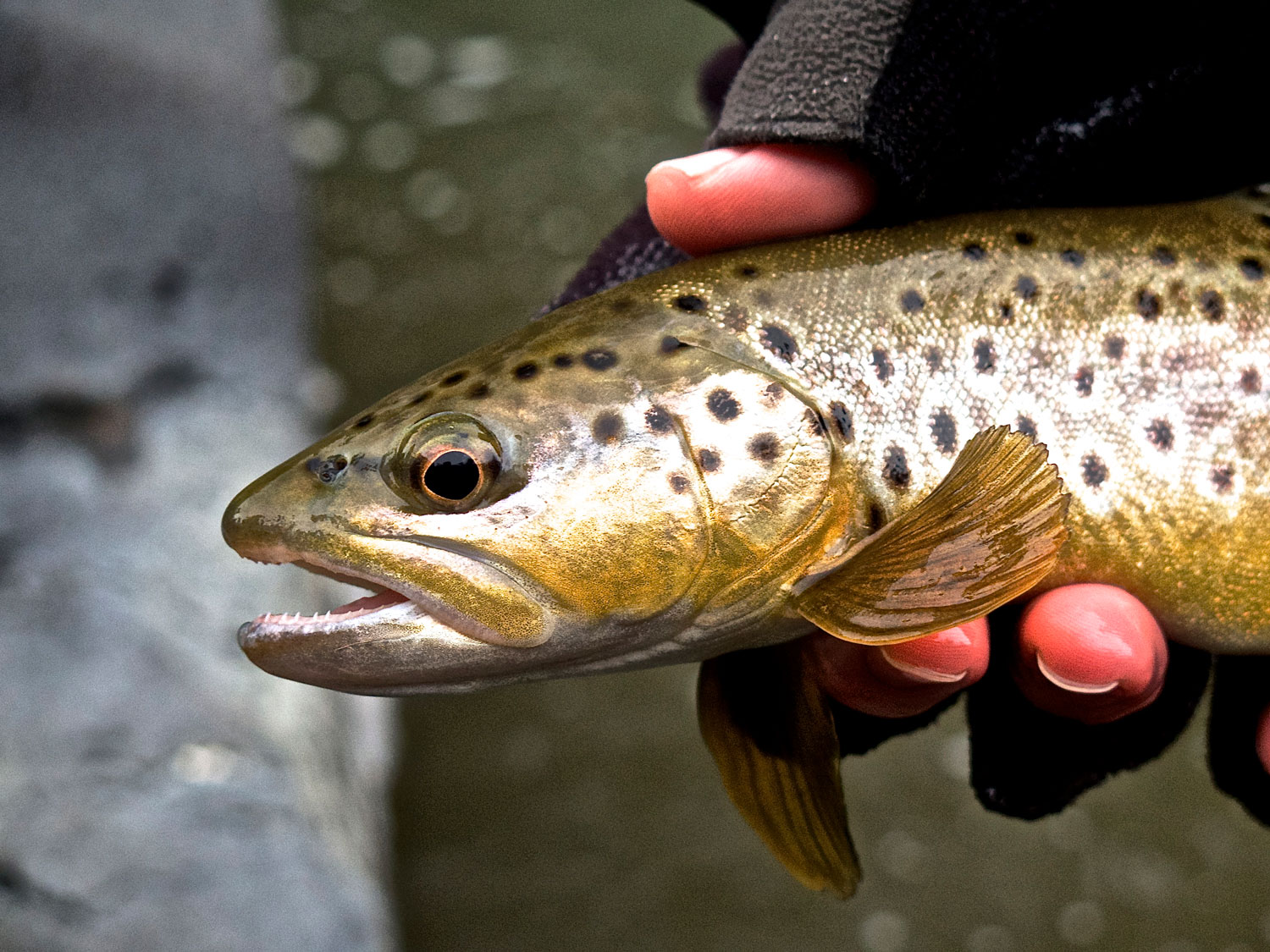 Fishing Visit Questa