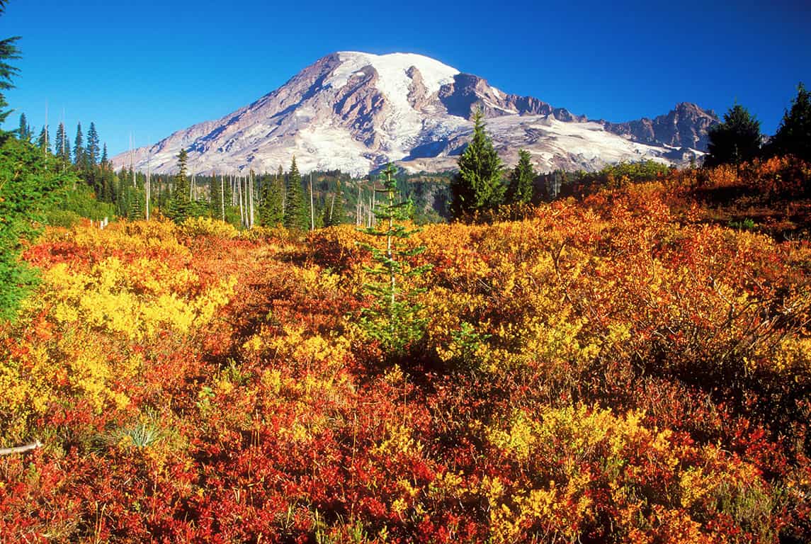 The Paradise Visitor Center Visit Rainier
