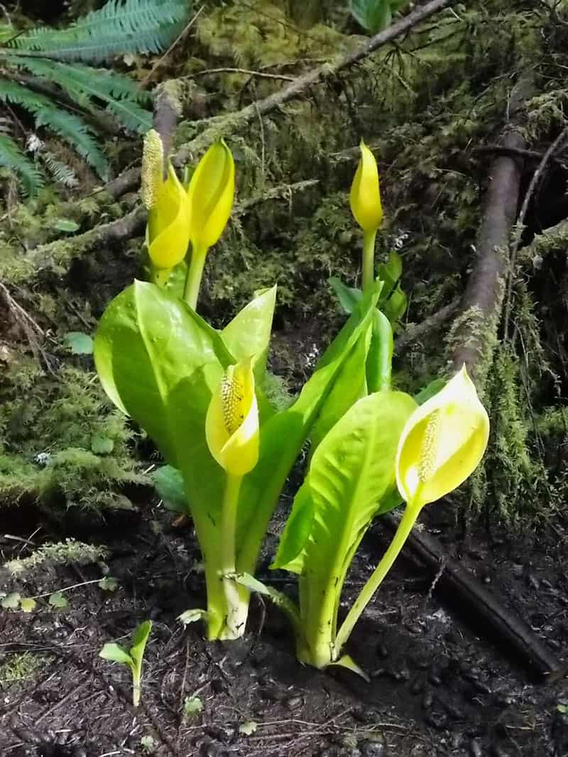 Skunk Cabbage